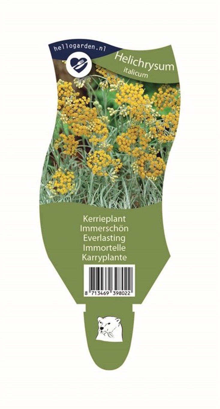 Helichrysum italicum - P11